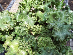 Farfugium japonicum ‘Shishi Botan’  - Parsley Leopard Plant             
